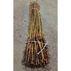 Prunus myrobolan