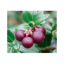 Myrtilles ou airelles Early black