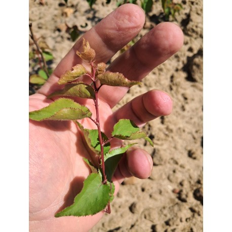 Prunus Manicot GF1236