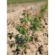 Prunus Manicot GF1236