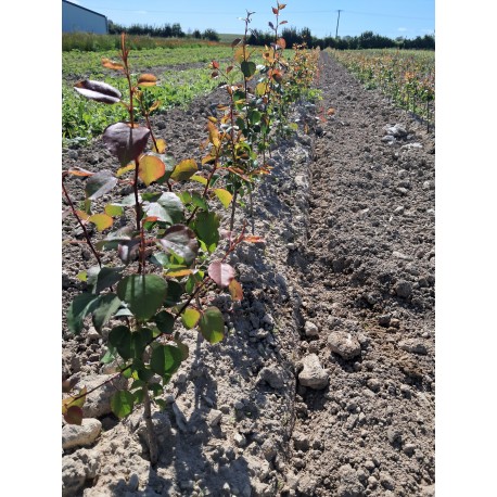 Pyrus kirchensaller