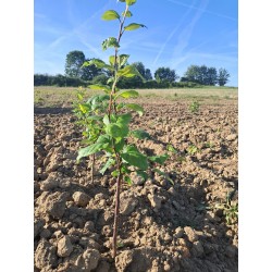 Malus bittenfelder