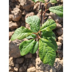 Prunus Saint Julien