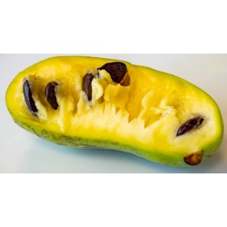 Asiminier (PAWPAW) SAS Zimmerman