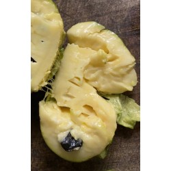 Asiminier (PAWPAW) Prince caspian