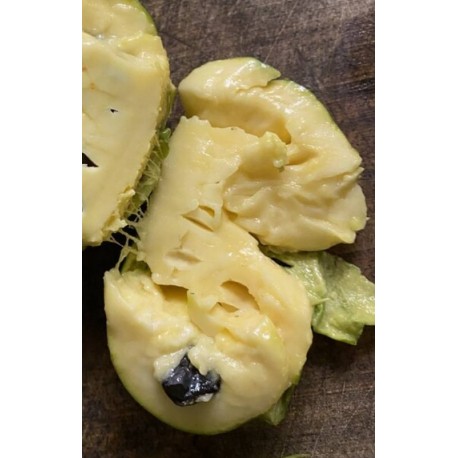 Asiminier (PAWPAW) Prince caspian