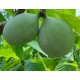 Asiminier (PAWPAW) Cantaloup