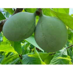 Asiminier (PAWPAW) Cantaloup