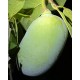 Asiminier (PAWPAW) Nyomi's delicious