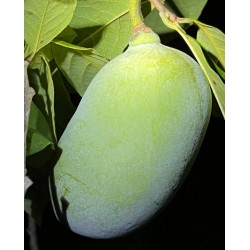 Asiminier (PAWPAW) Nyomi's delicious