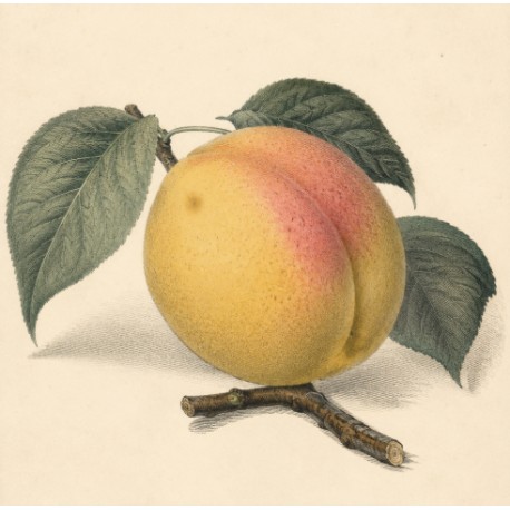 Abricotier Rosé de Provence