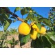 Abricotier Muscat Royal