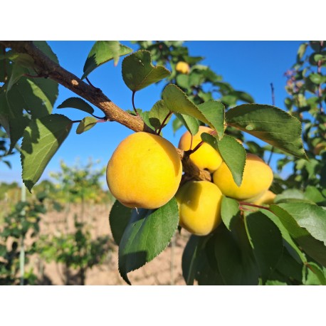 Abricotier Muscat Royal