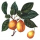 Prunier 'Prune abricot'