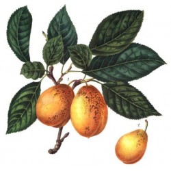 Prunier 'Prune abricot'