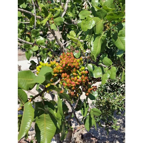 Pistachier Red Alep