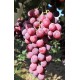 Vigne Red globe