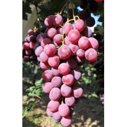 Vigne Red globe