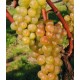 Vigne Exalta