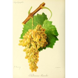Vigne Sultanine (sans pépins)