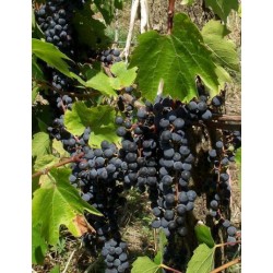 Vigne Oberlin