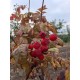 Sorbus aucuparia Rubinovaja