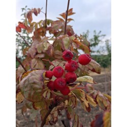 Sorbus aucuparia Rubinovaja