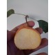 Sorbopyrus Shipova