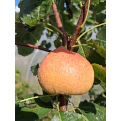 Sorbopyrus Shipova