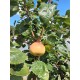 Sorbopyrus Shipova