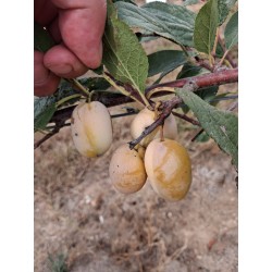 Prunier Quetsche blanche de Létricourt