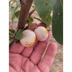 Prunier Prune des Béjonnières