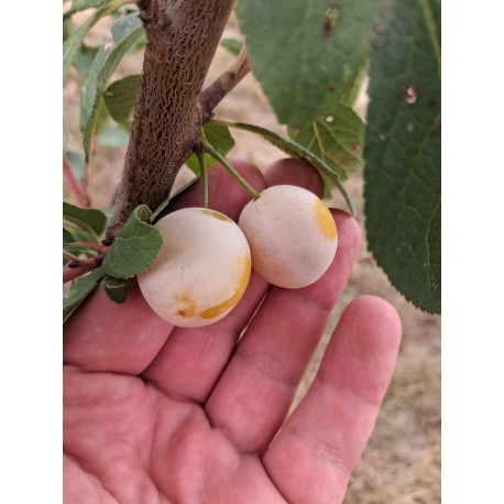 Prunier Prune des Béjonnières