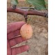 Prunier Prune d'ente blanche