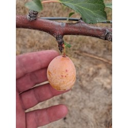 Prunier Prune d'ente blanche
