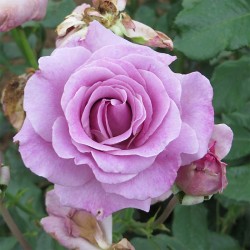 Rosier buisson VIOLETTE PARFUMÉE ®