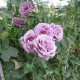 Rosier grimpant VIOLETTE PARFUMÉE ®