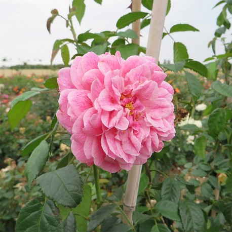 Rosier grimpant INVICTUS ® Rosier grimpant INVICTUS ®