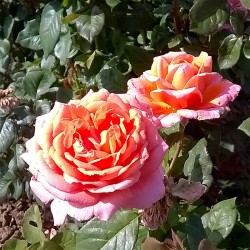 Rosier AMOUR DE MOLÈNE®