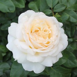 Rosier ANASTASIA ®