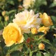 Rosier ANISADE®