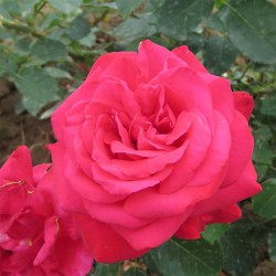 Rosier DAME DE COEUR