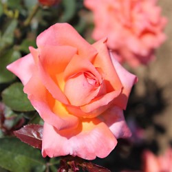 Rosier ÉCLAT DE HAUTE BRETAGNE ®