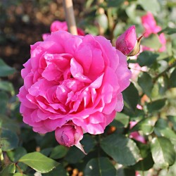Rosier grimpant PINK CLOUD