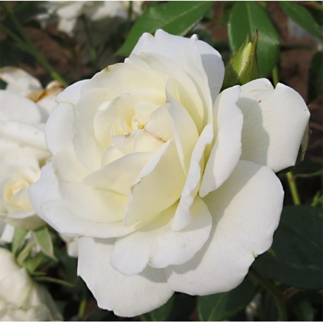 Rosier ICEBERG Rosier ICEBERG