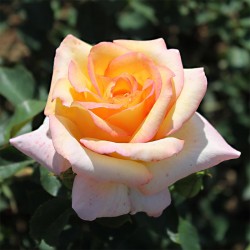 Rosier JEAN PIAT ®